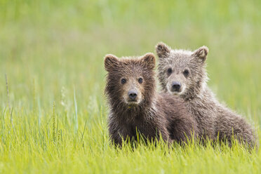 USA, Alaska, Lake Clark National Park and Preserve, Braunbärenjunge (Ursus arctos) auf einer Wiese stehend - FOF006192