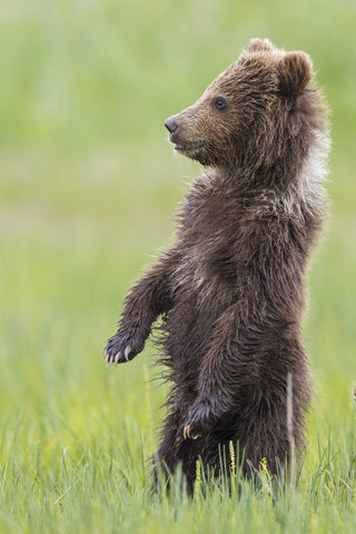 USA, Alaska, Lake Clark National Park and Preserve, Braunbärenjunges (Ursus arctos) auf einer Wiese stehend, lizenzfreies Stockfoto