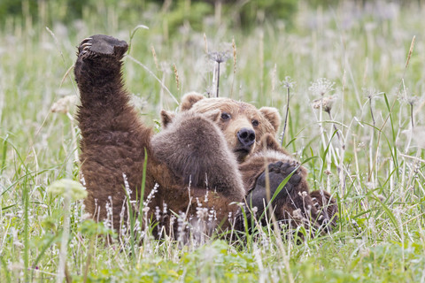 USA, Alaska, Lake Clark National Park and Preserve, Braunbär und Bärenjunge (Ursus arctos), säugend, lizenzfreies Stockfoto