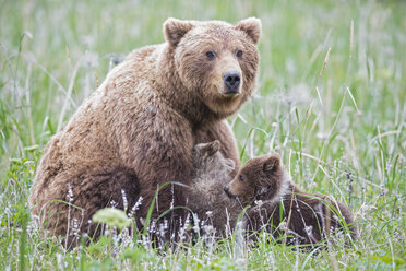 USA, Alaska, Lake Clark National Park and Preserve, Braunbär und Bärenjunge (Ursus arctos), säugend - FOF006336