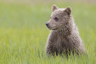 USA, Alaska, Lake Clark National Park and Preserve, Braunbärenjunges (Ursus arctos) sitzt auf einer Wiese - FOF006190