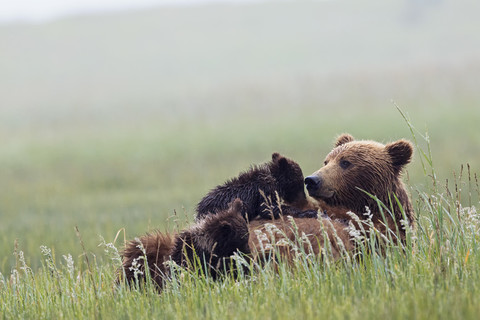 USA, Alaska, Lake Clark National Park and Preserve, Braunbär und Bärenjunge (Ursus arctos), säugend, lizenzfreies Stockfoto