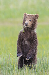 USA, Alaska, Lake Clark National Park and Preserve, Braunbärenjunges (Ursus arctos) auf einer Wiese stehend - FOF006189