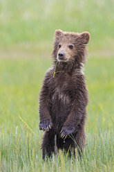 USA, Alaska, Lake Clark National Park and Preserve, Brown bear cub (Ursus arctos) standing on meadow - FOF006189