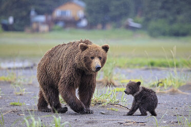 USA, Alaska, Lake Clark National Park and Preserve, Braunbär mit Jungtieren - FOF006296