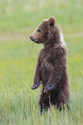 USA, Alaska, Lake Clark National Park and Preserve, Braunbärenjunges (Ursus arctos) auf einer Wiese stehend - FOF006188