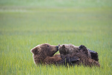 USA, Alaska, Lake Clark National Park and Preserve, Braunbär und Bärenjunge (Ursus arctos), säugend - FO006338