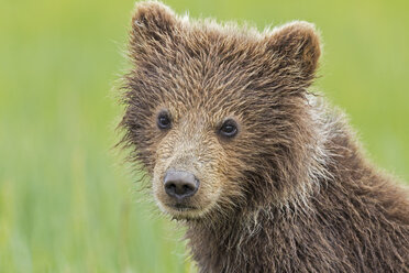 USA, Alaska, Lake Clark National Park and Preserve, Braunbärenjunge (Ursus arctos), Porträt - FOF006187