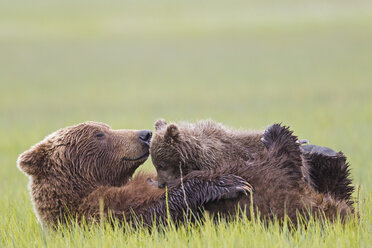 USA, Alaska, Lake Clark National Park and Preserve, Brown bear and bear cub (Ursus arctos), lactating - FOF006339