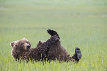 USA, Alaska, Lake Clark National Park and Preserve, Braunbär und Bärenjunge (Ursus arctos), säugend - FOF006340