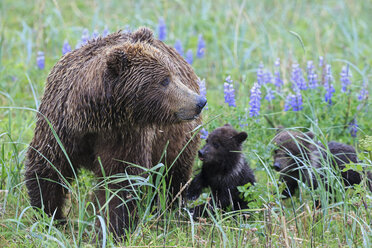 USA, Alaska, Lake Clark National Park and Preserve, Braunbär mit Jungtieren - FOF006297