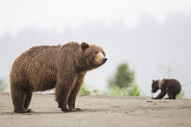 USA, Alaska, Lake Clark National Park and Preserve, Braunbär mit Jungtieren - FO006298