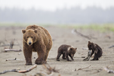 USA, Alaska, Lake Clark National Park and Preserve, Braunbär mit Jungtieren - FOF006300