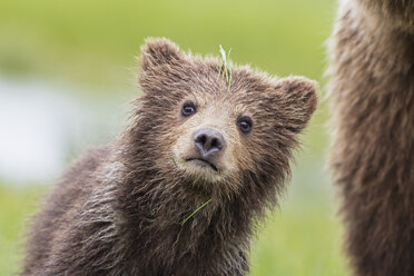 USA, Alaska, Lake Clark National Park and Preserve, Braunbärenjunge (Ursus arctos) und Bärenjunge - FOF006185