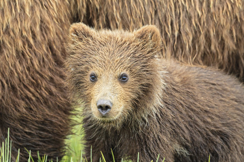 USA, Alaska, Lake Clark National Park and Preserve, Braunbärenjunge (Ursus arctos) und Bärenjunge, lizenzfreies Stockfoto