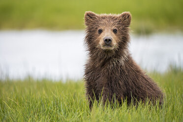USA, Alaska, Lake Clark National Park and Preserve, Braunbärenjunges (Ursus arctos) sitzt auf einer Wiese - FOF006274