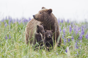 USA, Alaska, Lake Clark National Park and Preserve, Braunbär mit Jungtieren - FOF006302