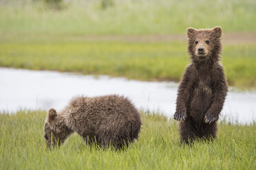 USA, Alaska, Lake Clark National Park and Preserve, Brown bear cubs (Ursus arctos) on meadow - FO006275