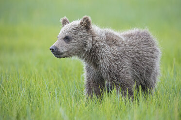 USA, Alaska, Lake Clark National Park and Preserve, Braunbärenjunges (Ursus arctos) auf einer Wiese stehend - FOF006276