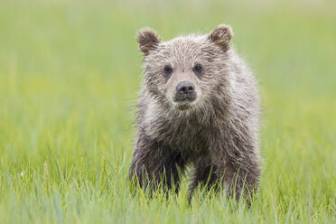 USA, Alaska, Lake Clark National Park and Preserve, Braunbärenjunges (Ursus arctos) auf einer Wiese stehend - FOF006255