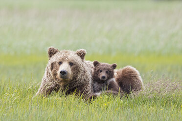 USA, Alaska, Lake Clark National Park and Preserve, Braunbär mit Jungtieren - FOF006305