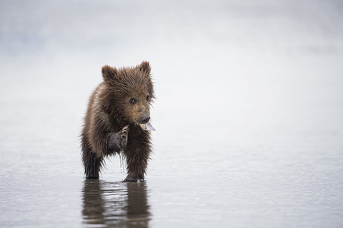 USA, Alaska, Lake Clark National Park and Preserve, Braunbärenjunges (Ursus arctos) frisst eine Muschel, lizenzfreies Stockfoto