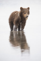 USA, Alaska, Lake Clark National Park and Preserve, Brown bear cub (Ursus arctos) eating a mussel - FO006258