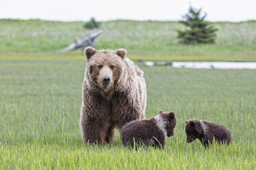 USA, Alaska, Lake Clark National Park and Preserve, Braunbär mit Jungtieren - FOF006306