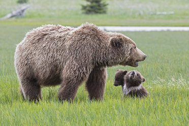 USA, Alaska, Lake Clark National Park and Preserve, Braunbär mit Jungtieren - FOF006307