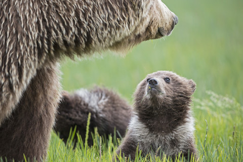 USA, Alaska, Lake Clark National Park and Preserve, Braunbär mit Jungtieren, lizenzfreies Stockfoto