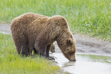 USA, Alaska, Lake Clark National Park and Preserve, Braunbär mit Jungtieren - FOF006310