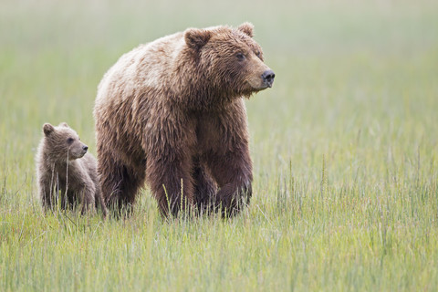 USA, Alaska, Lake Clark National Park and Preserve, Braunbär mit Jungtieren, lizenzfreies Stockfoto
