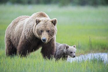 USA, Alaska, Lake Clark National Park and Preserve, Braunbär mit Jungtieren - FO006316