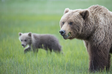 USA, Alaska, Lake Clark National Park and Preserve, Braunbär mit Jungtieren - FOF006317