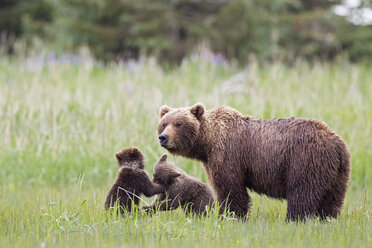USA, Alaska, Lake Clark National Park and Preserve, Braunbär mit Jungtieren - FOF006321