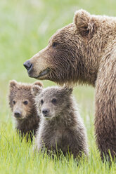 USA, Alaska, Lake Clark National Park and Preserve, Braunbär mit Jungtieren - FOF006322