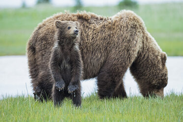 USA, Alaska, Lake Clark National Park and Preserve, Braunbär mit Jungtieren - FOF006324