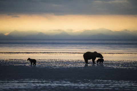 USA, Alaska, Lake Clark National Park and Preserve, Braunbär mit Jungtieren auf der Suche nach Muscheln im See, lizenzfreies Stockfoto