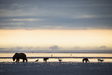USA, Alaska, Lake Clark National Park and Preserve, Braunbär mit Jungtieren auf der Suche nach Muscheln im See - FO006326