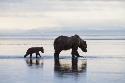 USA, Alaska, Lake Clark National Park and Preserve, Brown bear with cubs searching for mussels in lake stock photo