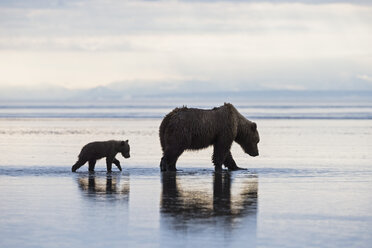 USA, Alaska, Lake Clark National Park and Preserve, Braunbär mit Jungtieren auf der Suche nach Muscheln im See - FO006328