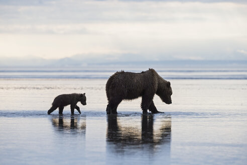 USA, Alaska, Lake Clark National Park and Preserve, Brown bear with cubs searching for mussels in lake - FO006328