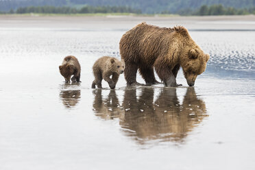 USA, Alaska, Lake Clark National Park and Preserve, Braunbär mit Jungtieren auf der Suche nach Muscheln im See - FO006330