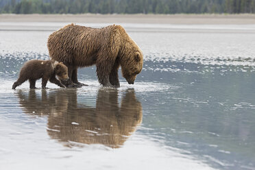 USA, Alaska, Lake Clark National Park and Preserve, Braunbär mit Jungtieren auf der Suche nach Muscheln im See - FOF006331