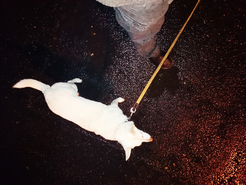 Hund mit Leine, nachts im Regen spazieren gehen, Köln, Nordrhein-Westfalen, Deutschland, lizenzfreies Stockfoto