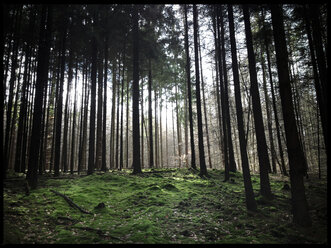 Deutschland, Rheinland-Pfalz, Pfalz, Pfälzerwald bei Kaiserslautern - LVF000820