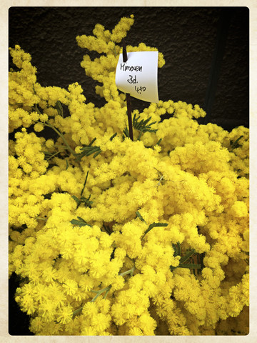 Deutschland, Baden-Württemberg, Tuebingen, Wochenmarkt, Mimose, lizenzfreies Stockfoto