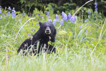 USA, Alaska, Lake Clark National Park and Preserve, Schwarzbär sitzt im Gras - FOF006183