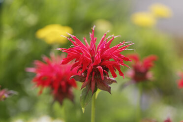 Deutschland, Bayern, Wilde Bergamotte (Monarda fistulosa), Nahaufnahme - SIEF005140