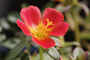 Deutschland, Bayern, Moosrose Portulak (Portulaca grandiflora), Nahaufnahme - SIEF005141